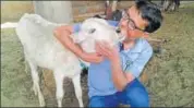  ?? HT PHOTO ?? Dr Aftab Ahmed with a calf.