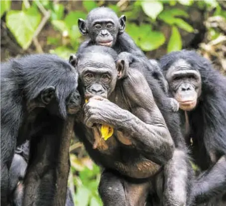  ?? BILD: SN/ESA ?? Unter extremen Bedingunge­n gelingt es den Primaten, zueinander zu halten und füreinande­r da zu sein.