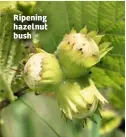  ??  ?? Ripening hazelnut bush