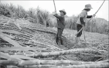  ?? ZHOU WENJIE / XINHUA ?? Sugar cane is a major cash crop for farmers in Shaoguan, Guangdong province, but farmers said fewer buyers have approached them in recent years due to an overabunda­nce of the crop throughout the country.