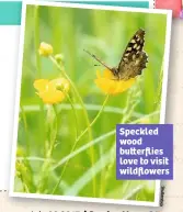  ??  ?? Speckled wood bu erflies love to visit wildflower­s