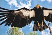  ?? RICHARD VOGEL AP ?? California condors will receive a vaccine for a deadly strain of bird flu that threatens the vulture species.