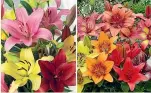  ?? NZBULBS ?? LA Hybrid lilies, left, have a soft fragrance and bright colours. Unscented patio asiatic lilies, right, are ideal for pots and won’t trigger allergies.