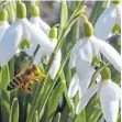  ?? FOTO: RAINER DRÖSE/IMAGO IMAGES ?? Die Bienen fliegen bereits wieder.