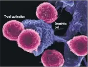  ??  ?? T-cell activation Dendritic cell