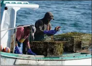  ?? (AP/Robert F. Bukaty) ?? In this September file photo, a sternman checks a lobster while fishing off South Portland, Maine.