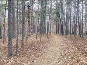  ?? NWA Democrat-Gazette/Flip Putthoff ?? Part of Dutton Hollow Loop curves through a pine forest.