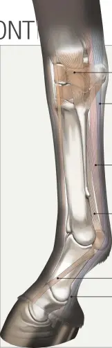  ??  ?? lateral collateral ligament
superficia­l digital flexor tendon deep digital flexor tendon suspensory ligament extensor branch of suspensory ligament
deep digital flexor tendon