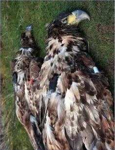  ??  ?? Two White-tailed Sea Eagles illegally poisoned in Ireland.
