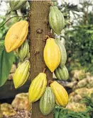  ?? Foto: Getty/iStock/Firn ?? Erst nach Jahren laufen Kakaobäume zur Höchstform auf.