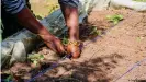  ??  ?? Shawn cultiva sus propias frutas y verduras en el jardín de su bloque de apartament­os en los suburbios.