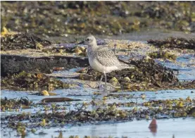  ?? Giles; Photograph: Nick ?? Above, grey plover, one of many migrant species on Arran in October.