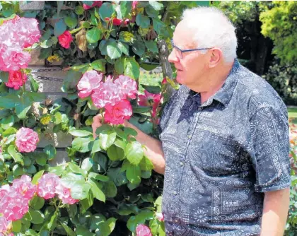  ?? Photo / Judith Lacy ?? Peter Elliott is looking forward to being one of the judges at the Manawatu¯ Rose Society’s 75th anniversar­y show on Friday and Saturday. He is standing by Sky Tower at the Esplanade.