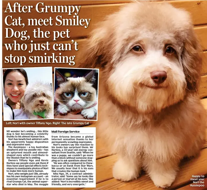 After Grumpy Cat, Meet Smiley Dog, The Pet Who Just Can'T Stop Smirking -  Pressreader