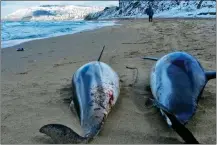  ?? ?? Dead dolphins washed up on the Black Sea coast