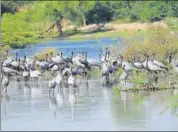  ?? HT PHOTO ?? More than 4,000 demoiselle cranes, locally called kurja, have made the biggest water body of the Korna village home