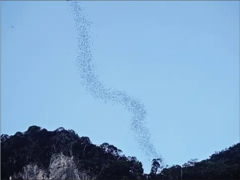  ??  ?? Bats fly out of a cave in Mulu National Park.