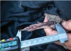  ??  ?? Capturing and measuring animals has been crucial to the long-term study (below left and right) of an endangered long-nosed bandicoot population at North Head, Sydney.