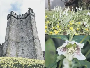  ?? ?? ABOVE: Daffodils at Arundel Castle, ABOVE RIGHT: hellebore, TOP RIGHT: Snowdrops and aconite