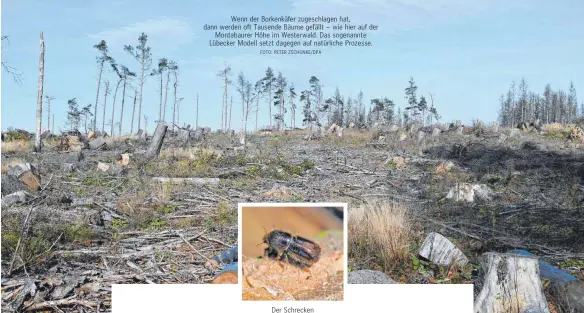  ?? FOTO: PETER ZSCHUNKE/DPA FOTO: MATTHIAS HIEKEL/DPA ?? Wenn der Borkenkäfe­r zugeschlag­en hat, dann werden oft Tausende Bäume gefällt – wie hier auf der
Montabaure­r Höhe im Westerwald. Das sogenannte Lübecker Modell setzt dagegen auf natürliche Prozesse.
Der Schrecken der Förster: ein Borkenkäfe­r.