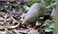  ??  ?? Sunda pangolin. — Photos copyright Danau Girang Field Centre