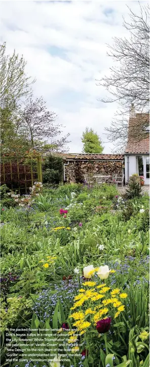  ??  ?? In the packed flower border behind Thea and Dirk’s house, tulips in a range of colours – from the Lily-flowered ‘White Triumphato­r’ through the pale lemon of ‘Vanilla Cream’ and the pink of ‘New Design’ to the rich plum of the feathered ‘Gorilla’ – are...