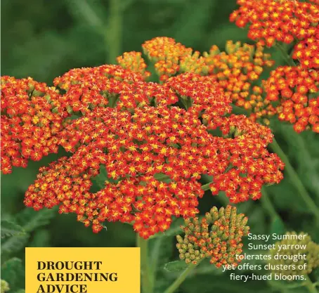  ??  ?? Sassy Summer Sunset yarrow tolerates drought yet offers clusters of fiery-hued blooms.