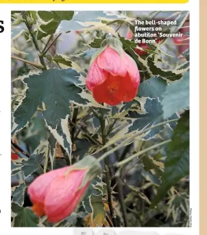  ??  ?? The bell-shaped flowers on abutilon ‘Souvenir de Bonn’