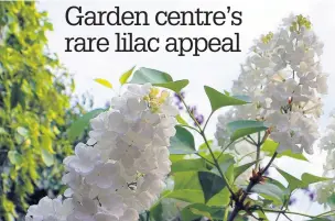  ??  ?? The Syringa Maud Notcutt lilac is pure white and can grow up to 4.5 metres tall