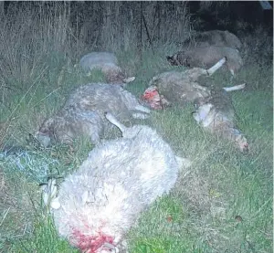  ?? Picture: HEMEDIA. ?? There has been a wave of dog attacks on farming livestock in recent weeks, prompting calls for action.