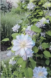  ??  ?? Silvery-violet clematis ‘Diamond Ball’ (from Proven Winners) clambers up the obelisk in the circle garden.