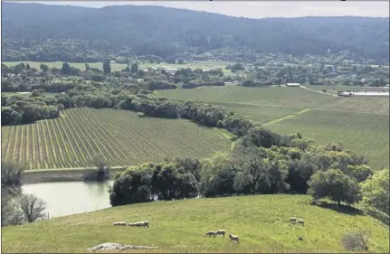  ?? Ferrington Vineyard in Mendocino County. ANDERSON VALLEYWINE­GROWERS ASSOCIATIO­N — CONTRIBUTE­D ??