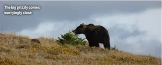  ?? ?? The big grizzly comes worryingly close