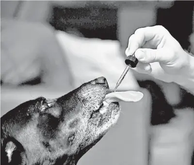  ?? ROBYN BECK/AFP ?? Cayley, una labrador negra, recibe su dosis de cannabidio­l por parte de su dueño, Brett Hartmann.