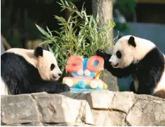  ?? JOSE LUIS MAGANA/AP ?? Pandas Mei Xiang, left, and her cub Xiao Qi Ji eat a frozen fruitjuice cake Saturday in Washington.