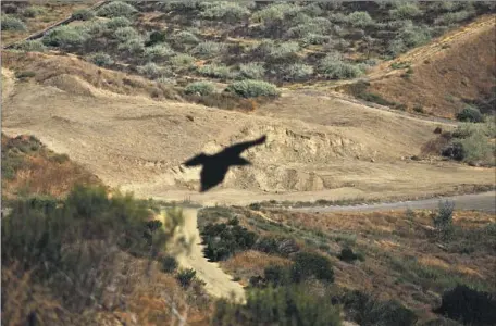  ?? Photograph­s by Genaro Molina Los Angeles Times ?? A CROW f lies over the site of the future Puente Hills Regional Park. The need for more green space in the eastern and southeaste­rn communitie­s of Los Angeles County is undisputed. “Parks are critical infrastruc­ture … to healthy communitie­s,” one expert said.