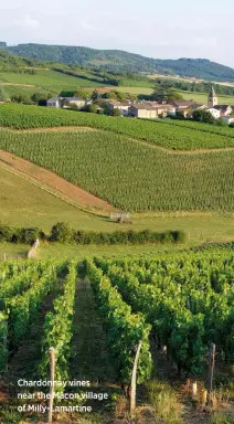 ??  ?? Chardonnay vines near the Mâcon village of Milly-Lamartine