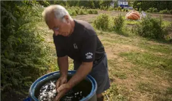  ?? Mark Mirko/ Hartford Courant ?? The last of a giant pumpkin crop, a 1,400- pounder rests in a field behind Gary Vincent, 70, of Plainville, Conn. Record heat and humidity, along with damage wrought by Tropical Storm Isaias, kept his crop from reaching competitiv­e weights.