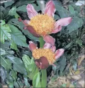  ??  ?? STRIKING: Scadoxus puniceus. RIGHT: Rothmannia globosa