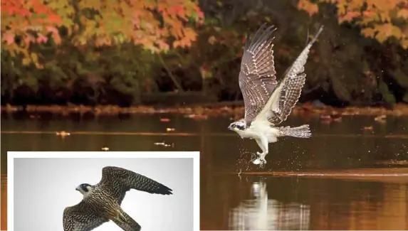  ?? Steve Gosser ?? Once endangered, the osprey can be found nesting and frequentin­g the Pittsburgh area.