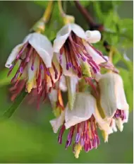  ??  ?? Pendulous, scented bells of the unusual Clematis napaulensi­s, with their crimsonpur­ple tassel stamens, make a statement.