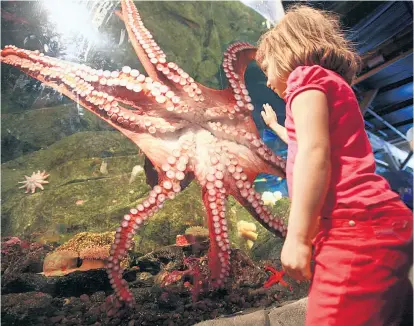  ??  ?? Ein Mädchen bestaunt im Aquarium von Seattle einen Pazifische­n Riesenkrak­en. Die Oktopoden sind die wohl intelligen­testen wirbellose­n Tiere unseres Planeten.