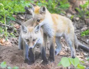  ?? DEEP / Contribute­d photo ?? A pair of fox kits might look helpless and needy, but the DEEP advises people to leave them alone.