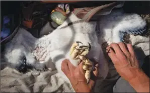  ??  ?? Hawkwatch Internatio­nal field biologist Max Carlin holds onto a golden eagle nestling May 19 while taking samples and measuremen­ts from it in a remote area of Box Elder County, Utah.