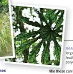  ?? ?? Reach for the sky: larger plants such as Mexican feather grass and Fatsia polycarpa add fun texture