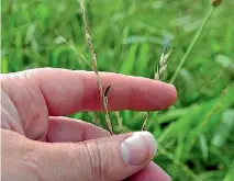  ??  ?? Ergot fungus resembles a black banana and grows naturally on seed heads on grass and grain plants.