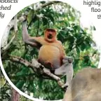  ??  ?? A male proboscis monkey perched ever so regally on a tree branch.