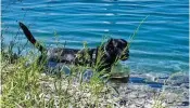  ?? KARIN SPICER/CONTRIBUTE­D ?? Teddy practices going in and out of Lake Michigan’s shoreline.