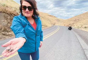  ?? CLAIRE RUSH/AP ?? April Aamodt holds a Mormon cricket as Oregon State University Extension Agent Jordan Maley, right, examines a road on June 17 in Blalock Canyon near Arlington, Oregon. Both are involved in local outreach for Mormon cricket surveying.