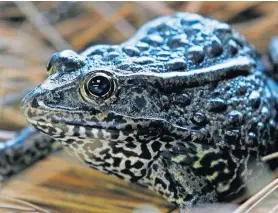  ?? PHOTO] ?? In this Sept. 27, 2011, photo is a gopher frog at the Audubon Zoo in New Orleans. Federal officials are proposing changes to how the endangered species act is used following a U.S. Supreme Court ruling on habitat for the frog. [GERALD HERBERT/ASSOCIATED PRESS FILE